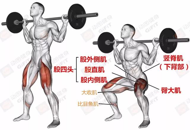 练下肢健身房运动_健身房练下肢的动作_健身房下肢训练