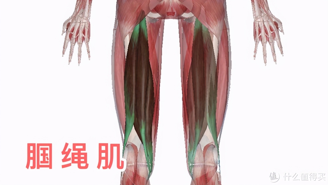 健身房腿部动作_健身房腿部锻炼动作_健身房练腿部
