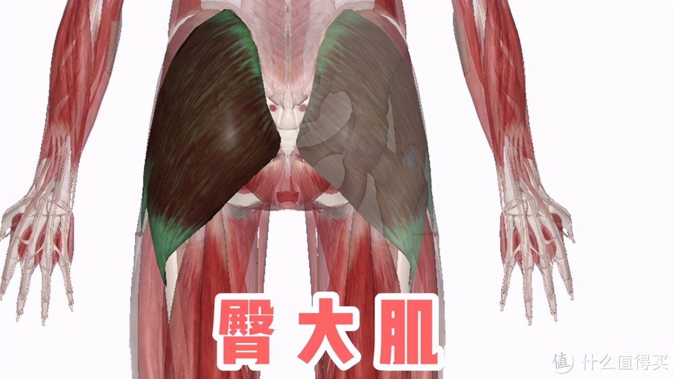 健身房练腿部_健身房腿部动作_健身房腿部锻炼动作