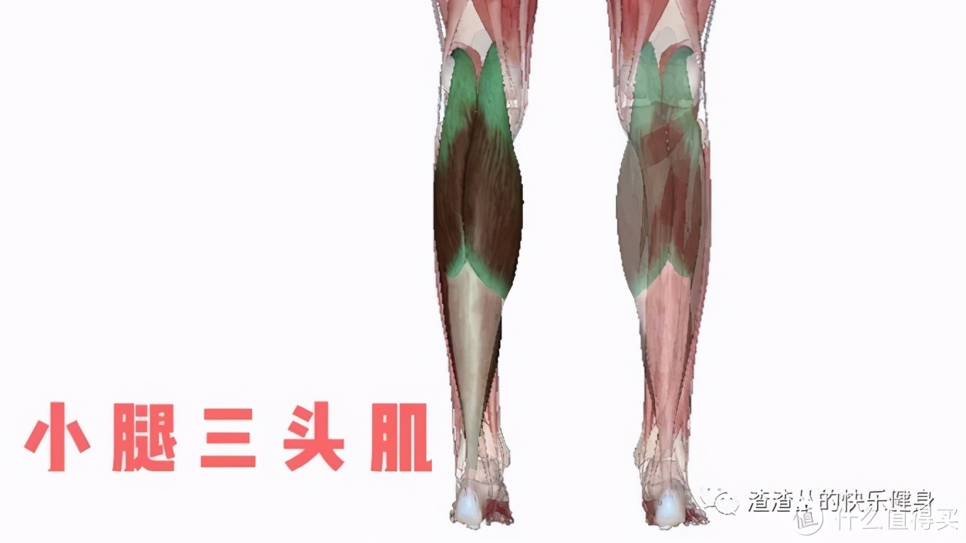 健身房腿部锻炼动作_健身房腿部动作_健身房练腿部
