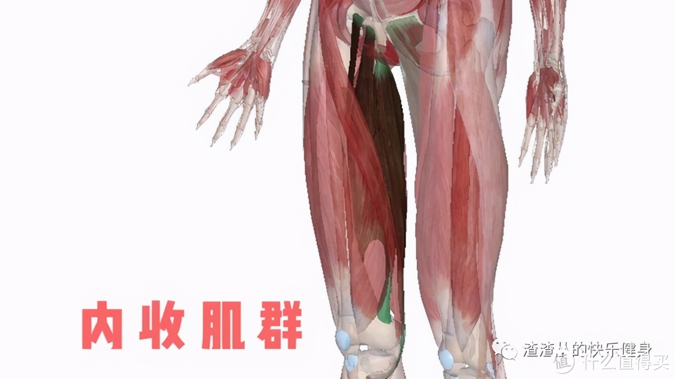 健身房腿部动作_健身房练腿部_健身房腿部锻炼动作