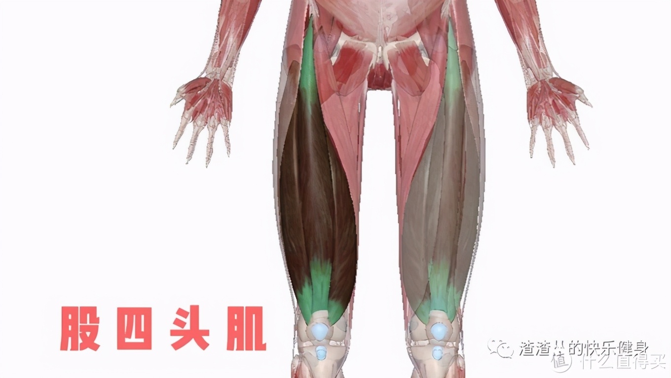 健身房腿部锻炼动作_健身房腿部动作_健身房练腿部